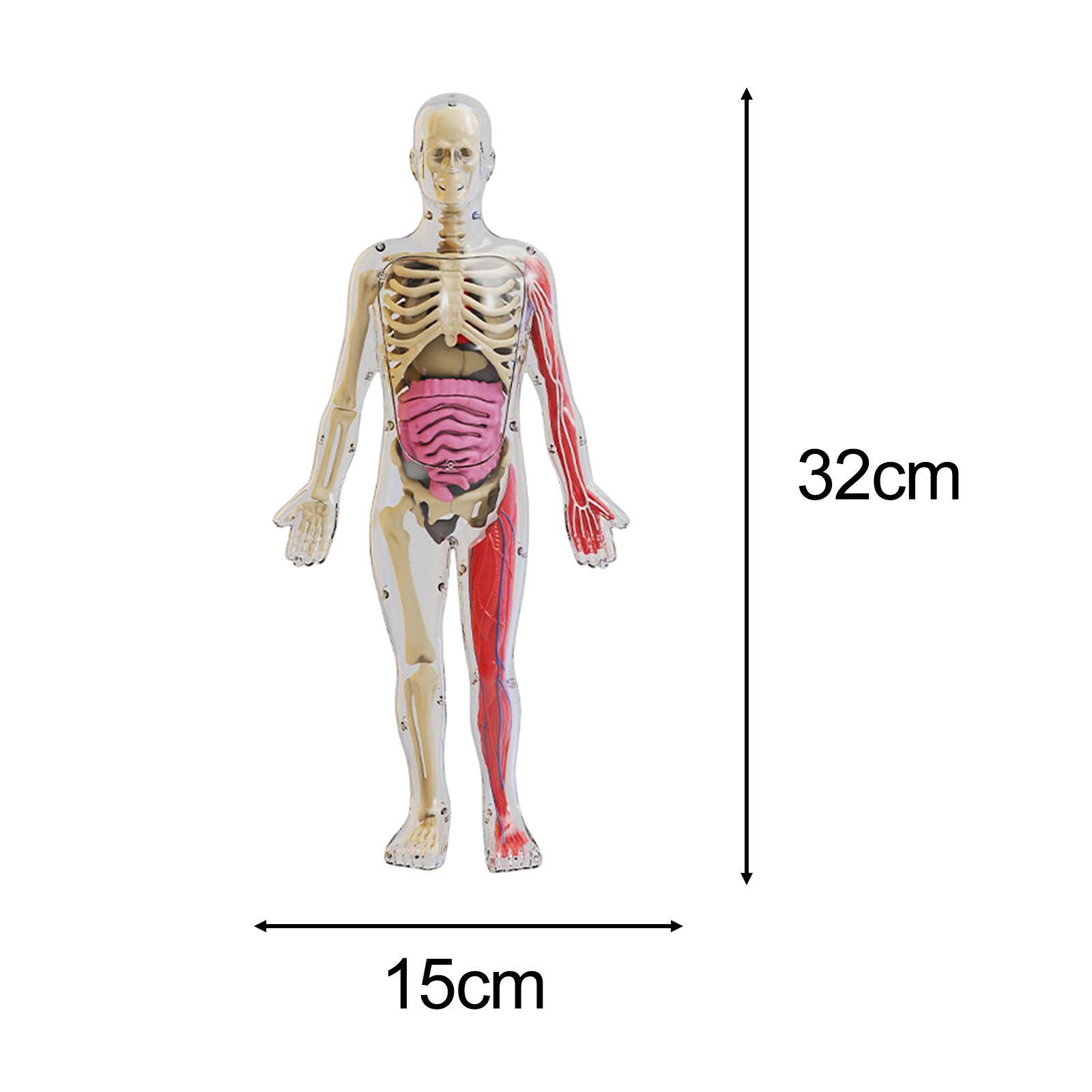 Human Body Puzzle Kits Early E - Human Body Puzzle 评论和价格