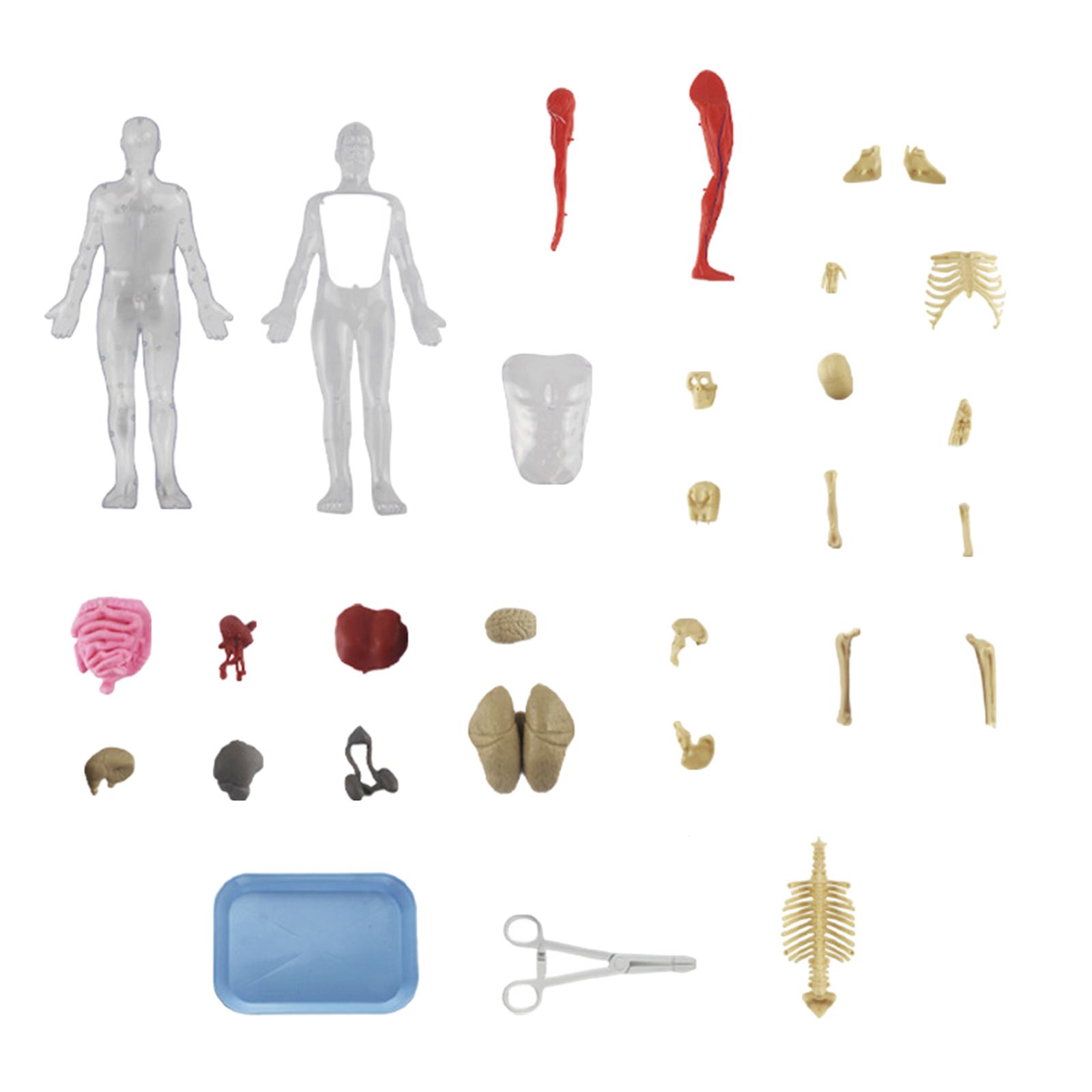 Human Body Puzzle Kits Early E - Human Body Puzzle 评论和价格