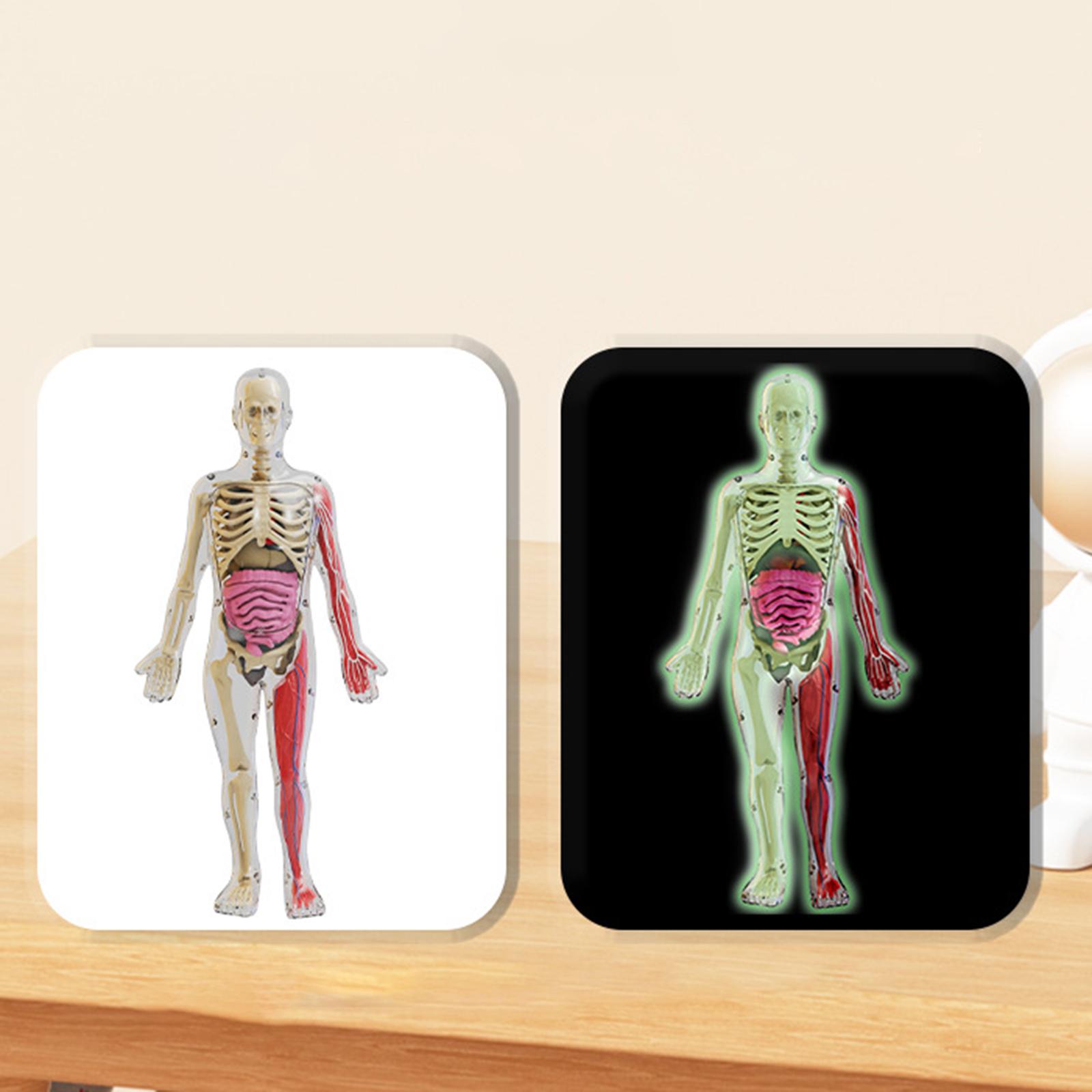 Human Body Puzzle Kits Early E - Human Body Puzzle 评论和价格