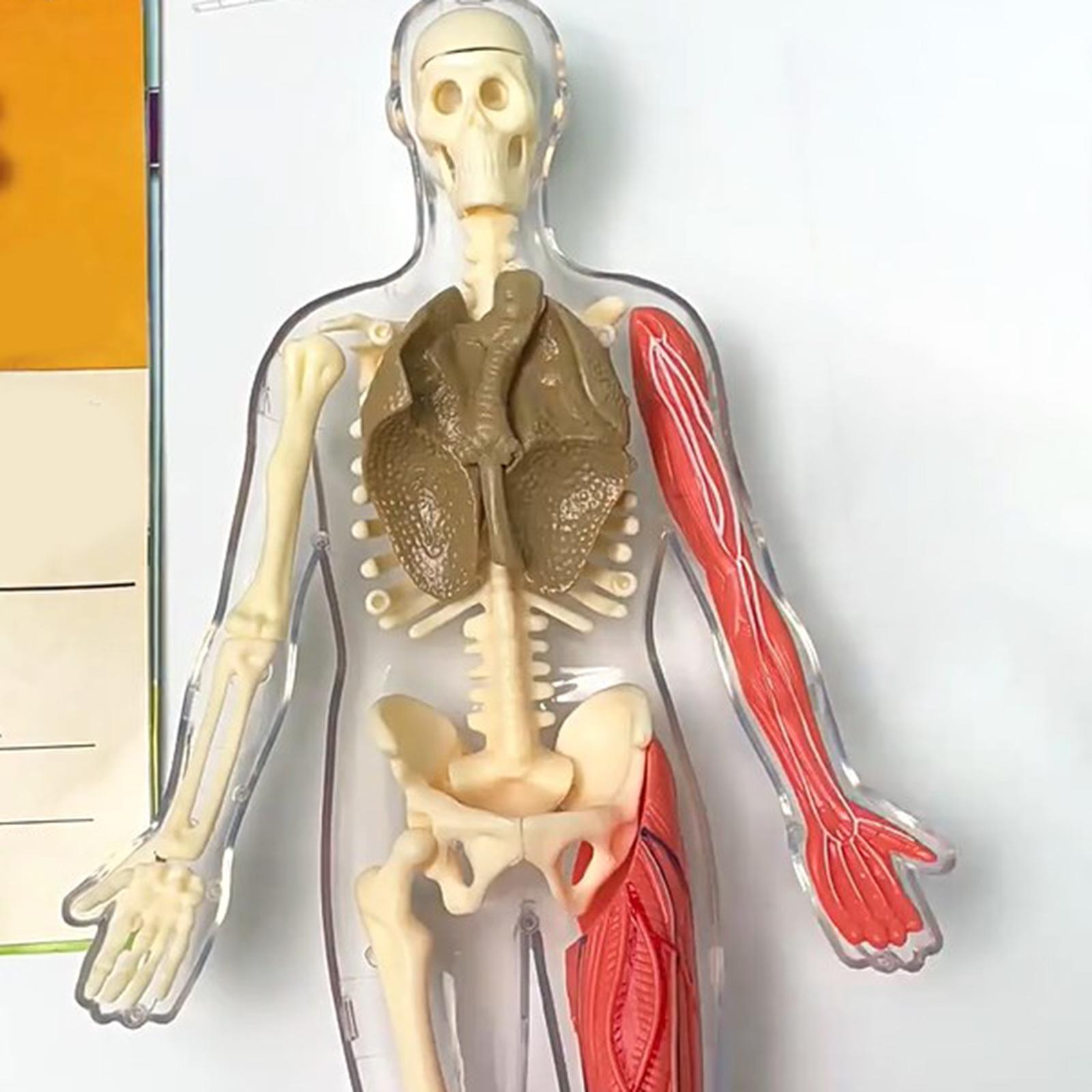 Human Body Puzzle Kits Early E - Human Body Puzzle 评论和价格