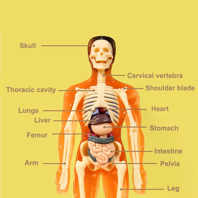 3D Human Skeleton Organ Anatom - Kids Education Kit 评论和价格