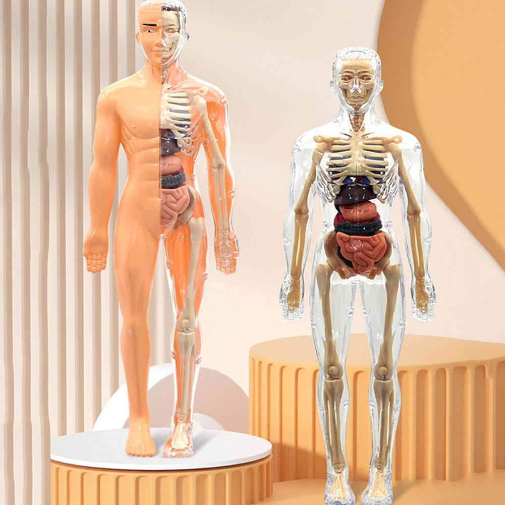 3D Human Body Torso Model For  - Human Body Puzzle 评论和价格