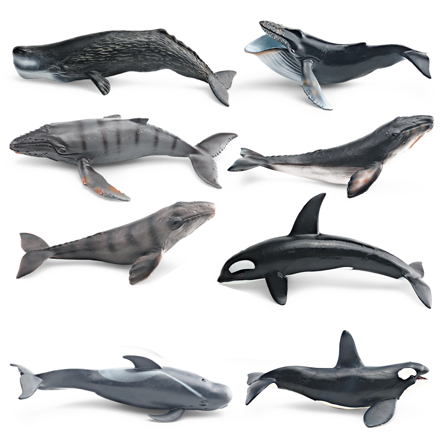 Realistic Humpback Whale Sperm - Kids Educational Game 评论和价格